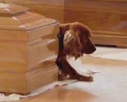 Devoted Cocker Spaniel Paws At Casket Of Owner Who Died In Italy Earthquake
