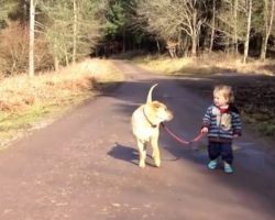 Boy Finds A Puddle While Walking His Dog