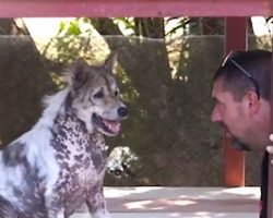 Dog Told He’s Getting Adopted After 4 Years At Shelter, Does Cutest Happy Dance Ever