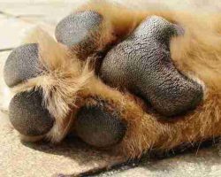 One Simple Rule Can Prevent Your Dog’s Paws From Burning On Hot Pavement
