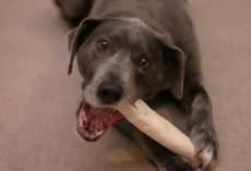Multiple Brands of Rawhide Chew Products for Dogs Due to Possible Chemical Contamination