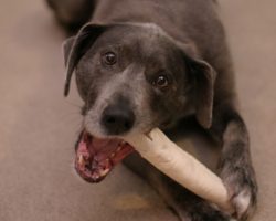 Multiple Brands of Rawhide Chew Products for Dogs Due to Possible Chemical Contamination