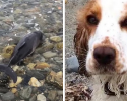 Dog Rushes To The Rescue After She Spots A Stranded Creature On The Beach