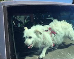 Firefighters Save Dog Hunched Over In Sweltering Car