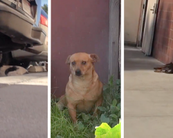 Three dogs left on the streets with nowhere to go after owner passes away