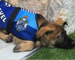 Puppy Kicked Out Of Police Academy For Being Too Friendly, Given New Royal Job.