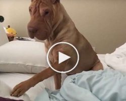 How This Gentle Giant Eventually Wakes Dad Is The Cutest Thing
