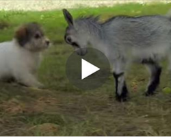 When This Goat Stares Down A Puppy, I Never Expect The Puppy To React Like This