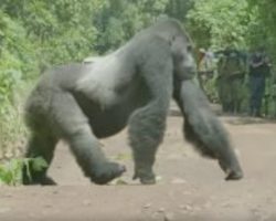 Silverback Gorilla Makes Sure His Family Safely Crosses The Road