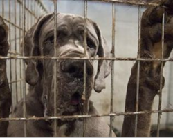 More than 80 Great Danes Rescued from Suspected Puppy Mill