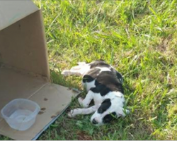 Cop approaches box on side of the road and sees 10-week-old puppy lying beside it