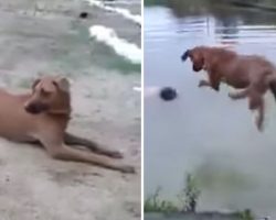 A Man Was Drowning — Until This Rescue Dog Did The Unthinkable!