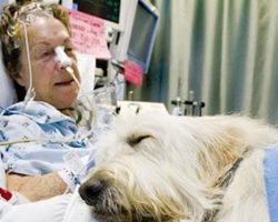 Hospital Allows Dogs In To Visit Patients, Because A Pet’s Cuddles Are The Best Medicine In The World