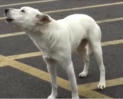 Dog wouldn’t stop howling after being abandoned, but she wasn’t alone for long as she met her new foster parents