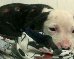 Injured Pit Bull Puppy Saved From Fire Is Now An Official Firefighter Himself