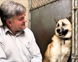 Man Took Chance On Timid Feral Dog And Transformed Him Into Happy Dog