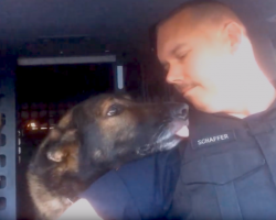 Officer Radios In K-9’s Retirement Call, And The Dog Knows It