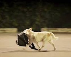 Man Feeds Stray Dog And Is Repaid In The Sweetest Way