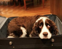 Husband Sneaks Dog Into Hospital So His Wife Can Say Goodbye