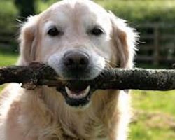 Veterinarians Warn Dog Owners To Stop Throwing Sticks For Their Dogs