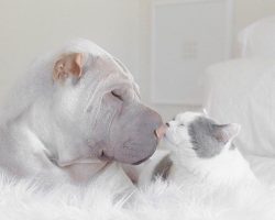 Ridiculously Cute Shar Pei and Cat Are Best Friends