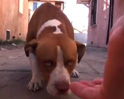 Family Abandons Pit Bull In A Fire…Does He Still Have Love In His Heart?