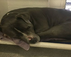 Dog is in tears after family leaves him at high-kill shelter, then a hero comes to dry them!