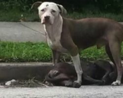 Loyal Pit Bull Stands Guard Over His Companion After She Was Hit By A Car