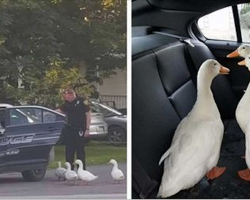 Four ducks go out for a night to party, end up getting arrested