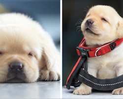 Police Recruits New Puppies, And The Internet Is Having Serious Cuteness Overload