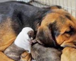 Rescue Dog Just Saved From Euthanasia Becomes Surrogate Mom To 5 Pit Bull Puppies