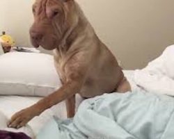 Polite Shar Pei Gently Tries To Wake Up Her Human