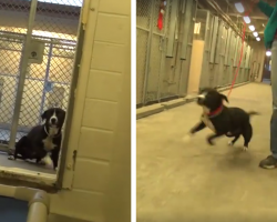 Shelter Dog Can’t Hold Back His Excitement When He Realizes He’s Being Rescued