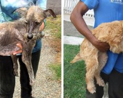 She Picks Up This Dying Dog, But The Craziest Part Is What Comes Next…