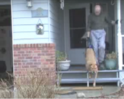 Every day, this man takes his dog on a walk that can only be described as special