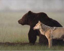 Rare Friendship Between Wild Wolf And Bear Caught On Camera