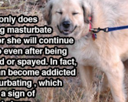 25 Canine Facts That Even The Biggest Dog Lovers Don’t Know