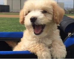 42 Of The Most Important Puppies Of All Time