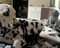 A Confused Monkey Tries To Scratch The Spots Off A Dalmatian
