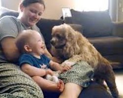 Baby Giggles Adorably At Cocker Spaniel Playing Fetch