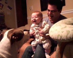 ‘Vicious’ Pit Bull Makes Baby Laugh, The Dog’s Reaction Is Priceless!