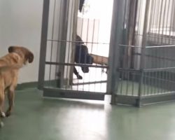 Dog was adopted 4 yrs ago. Now watch as an old friend walks through the door