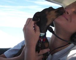 Hero Pilots Rescue 400 Dogs, Fly Them To Forever Homes!