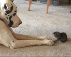 15 dogs and cats that will make you question everything you know