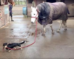 Adorable Dachshund Takes His Best Friend For A Walk