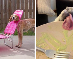 If you’ve ever owned a dog, you’ll find the hilarious and heartwarming truth in these photos