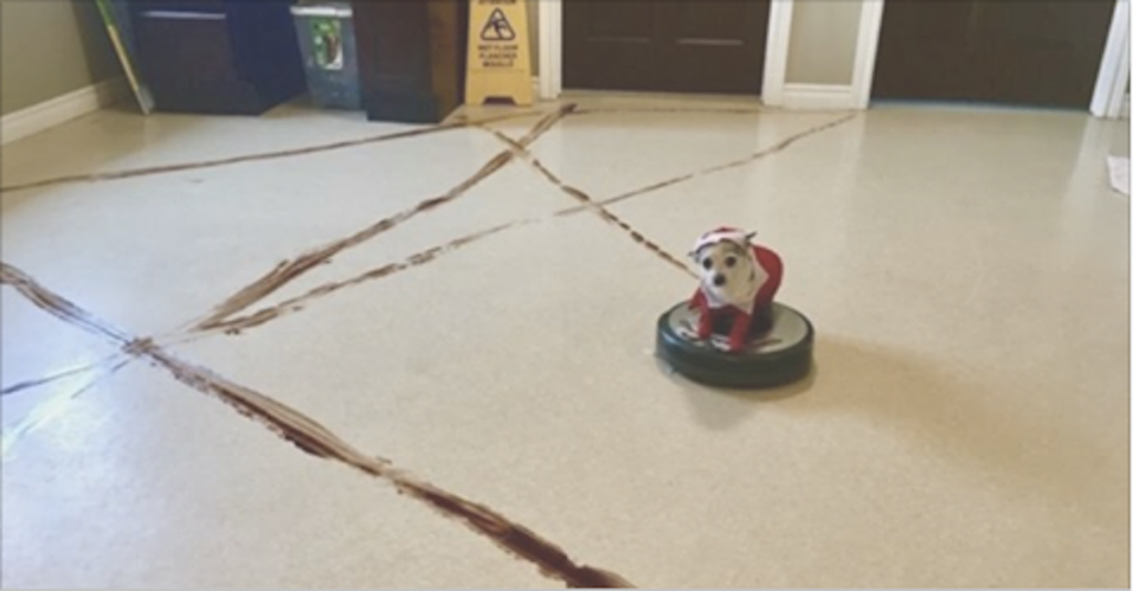 This is what happens when a roomba meets a pile of dog poop at 130 a.m.
