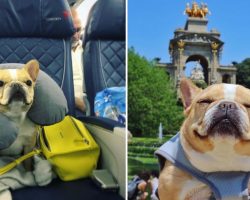 This Adorable Frenchie’s European Vacation Is Making Us Extremely Jealous