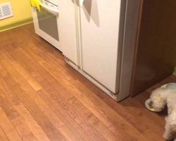 Adopted Rescue Dog Does The Cutest Thing So She Does Not Have To Eat Alone