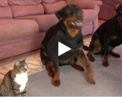He Asked His Dogs To Roll Over. When I Saw The Cat’s Reaction, I Was In Stitches!!